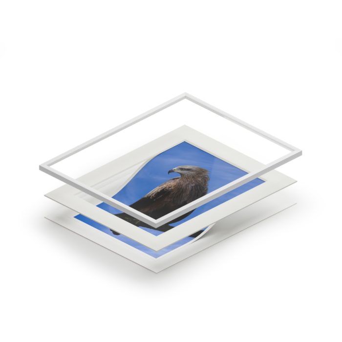 Black Kite - Fine Art Print with Passepartout Paper Frame