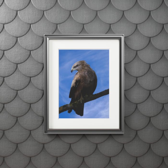 Black Kite - Fine Art Print with Passepartout Paper Frame