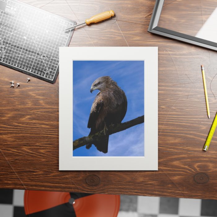Black Kite - Fine Art Print with Passepartout Paper Frame