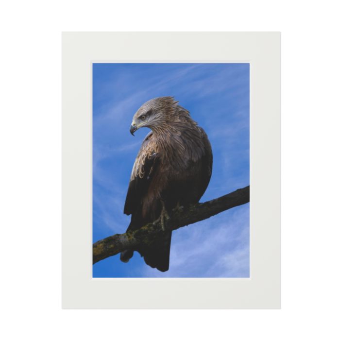 Black Kite - Fine Art Print with Passepartout Paper Frame