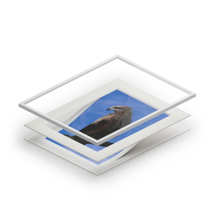 Black Kite - Fine Art Print with Passepartout Paper Frame