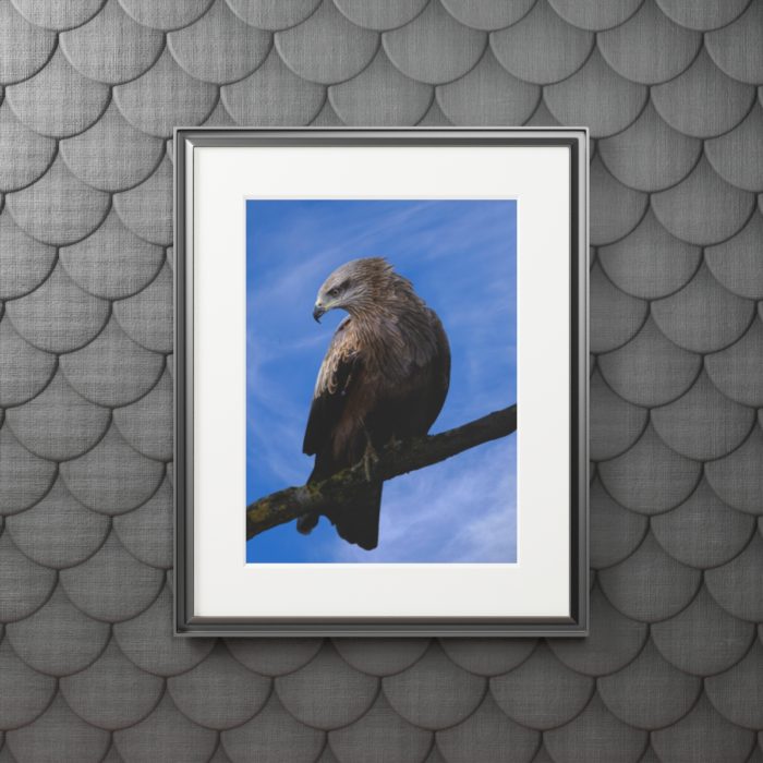 Black Kite - Fine Art Print with Passepartout Paper Frame