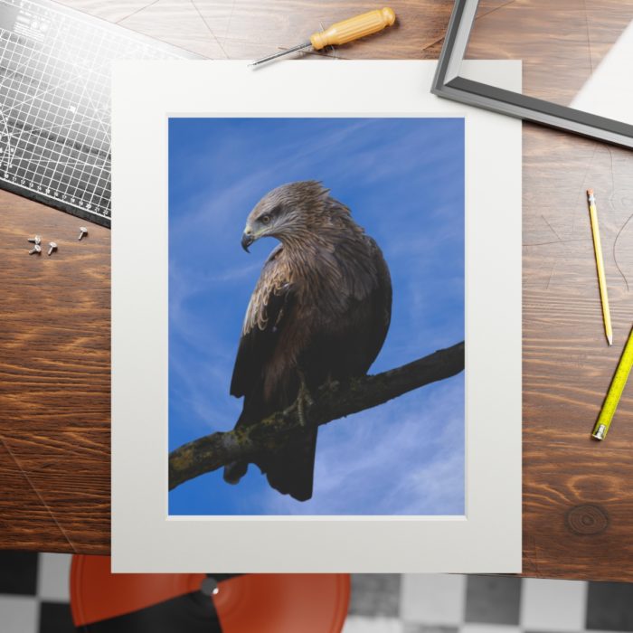 Black Kite - Fine Art Print with Passepartout Paper Frame