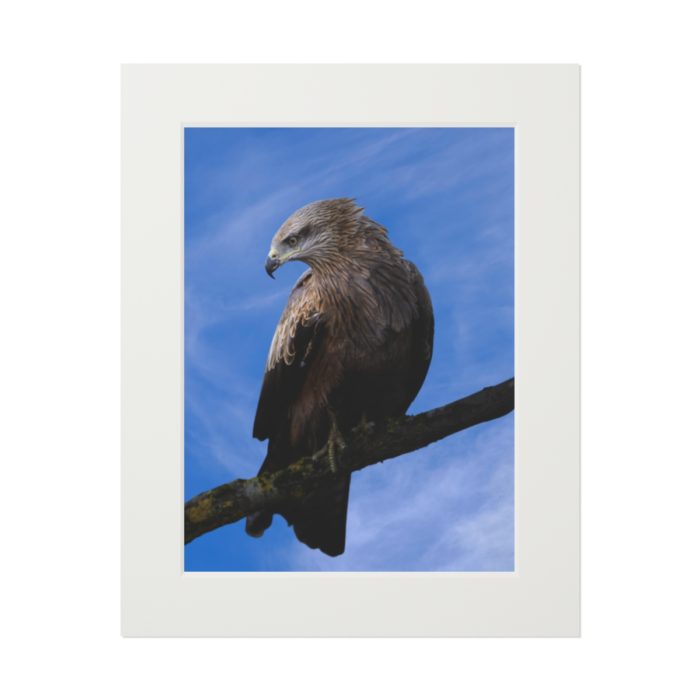 Black Kite - Fine Art Print with Passepartout Paper Frame