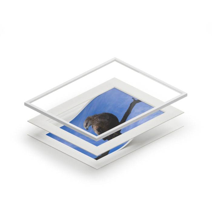 Black Kite - Fine Art Print with Passepartout Paper Frame