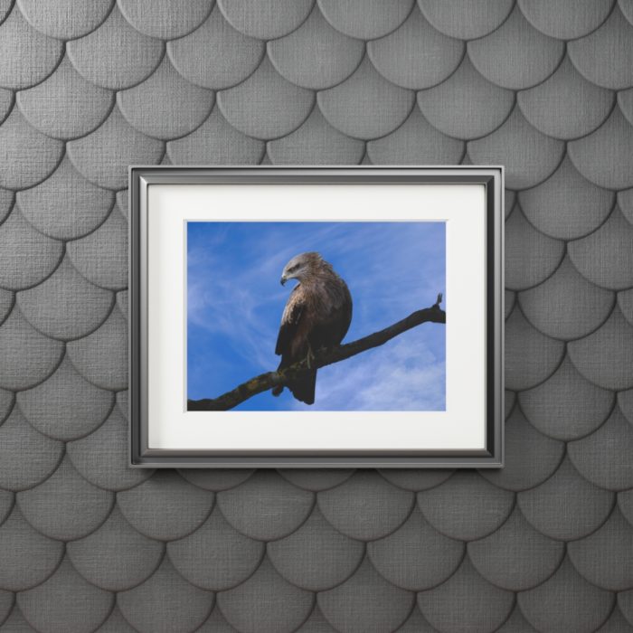Black Kite - Fine Art Print with Passepartout Paper Frame
