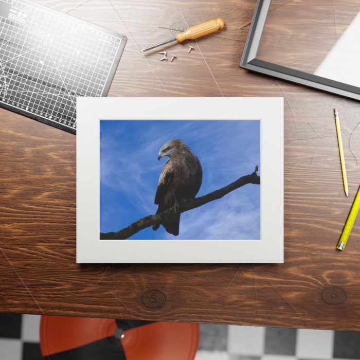 Black Kite - Fine Art Print with Passepartout Paper Frame