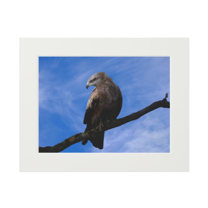 Black Kite - Fine Art Print with Passepartout Paper Frame