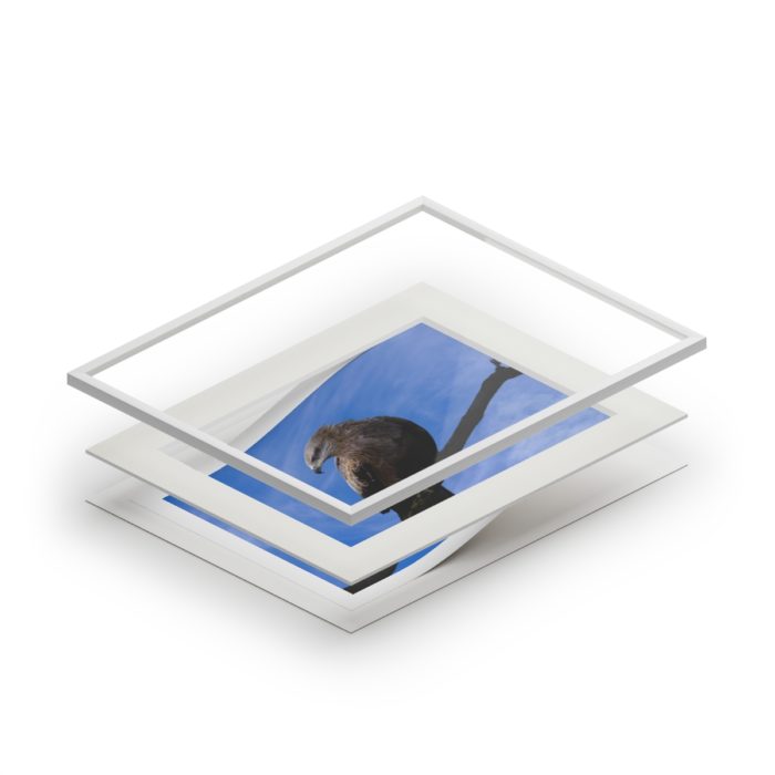 Black Kite - Fine Art Print with Passepartout Paper Frame