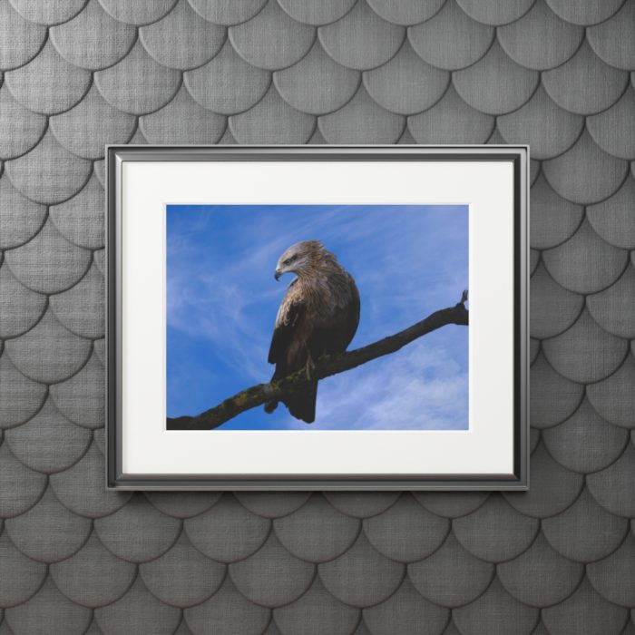 Black Kite - Fine Art Print with Passepartout Paper Frame