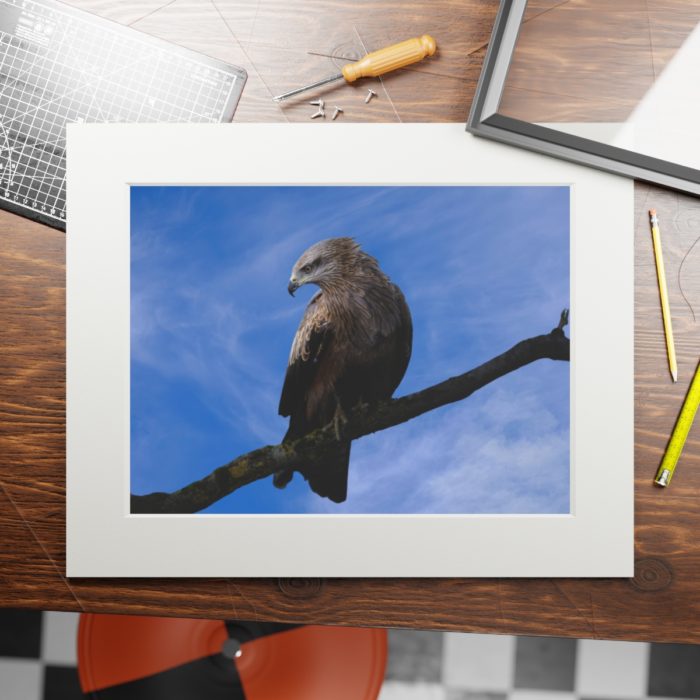 Black Kite - Fine Art Print with Passepartout Paper Frame