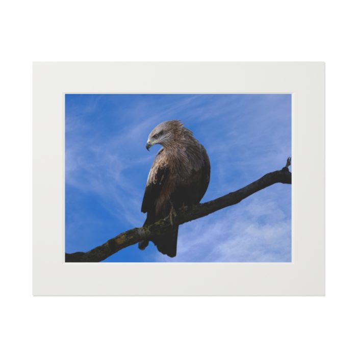Black Kite - Fine Art Print with Passepartout Paper Frame
